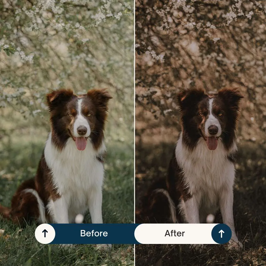 Moody Lightroom Presets & Luts